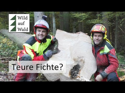 🌲Baum wird gefällt, WERTVOLLES Möbelholz? Erster Eindruck Husqvarna 540 XP Mark 3 #wildaufwald