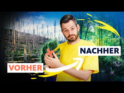 80 % zerstört: Können wir die Natur reparieren? | Quarks