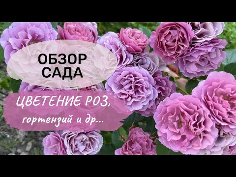 Сад в конце июля: цветение роз, гортензий и однолетних растений! #розы #гортензии #крупнолистная