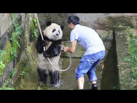 ❤️Baby panda Mang ChenChen standing up to take a bath💦at Chongqing Zoo 2022.06.29