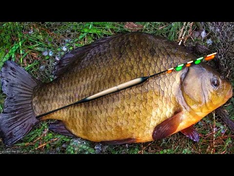 ТАКОГО ВЫ ЕЩЁ НЕ ВИДЕЛИ! РЫБАЛКА НА КАРАСЯ НОЧЬЮ НА СВЕТЯЩИЙСЯ ПОПЛАВОК.