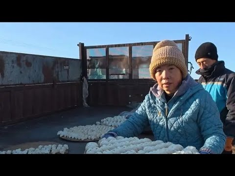 东北夫妻俩包冻饺子，四样馅包了七盖帘，把饺子挂层冰你们见过吗 #我的农村生活 #美食