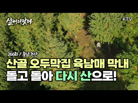 (충남 논산/266회) 산골마을 오두막집 육남매 막내로 태어난 산골소년! 산 할아버지가 되다! koreatv, mountain, cypress, forest