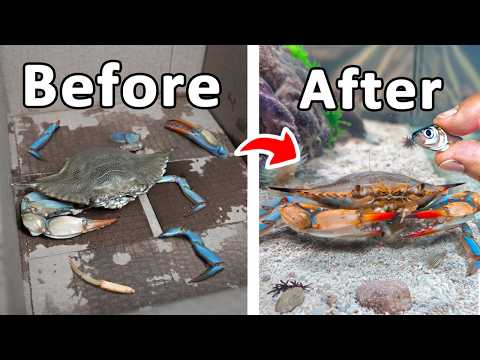 I Raised a Grocery Store Blue Crab as My Pet