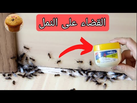 مملكة ام جزائرية/ التخلص من النمل في المنزل نهائيا 🐜 تدابير وافكار تهنيك من مشكل النمل في البيت