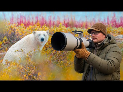 5 Days in Churchill: The Most Incredible Wildlife Destination on Earth