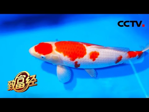 养好看的鱼卖好看的价！专养高端精品大锦鲤，依靠童年爱好创造千万财富 | CCTV「致富经」20210126