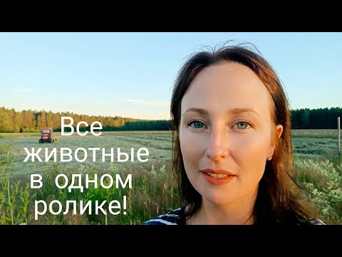 Кормление калифорнийских кроликов//Обзор хозяйства - лето 2024