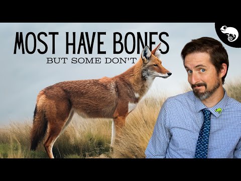 Not All Dogs Have Bones