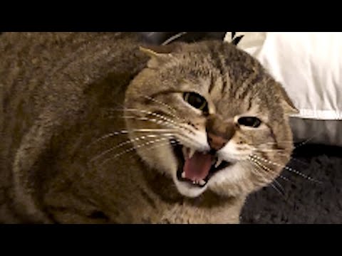 Terrified cat turns into lovebug for new friend