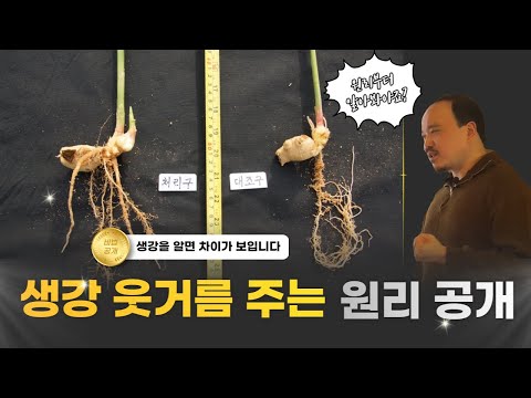 생강비료 생강 재배원리부터 알고 줘야합니다! | 농사 100단