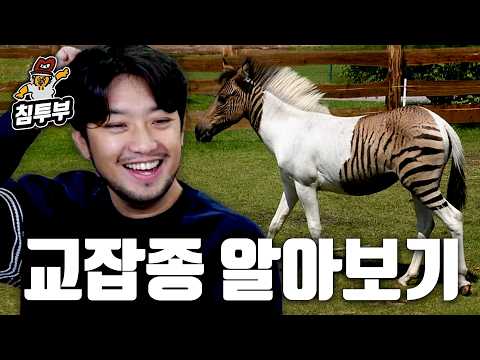 동물들의 퓨전 형태 알아보기