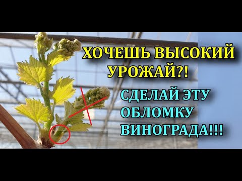 ХОЧЕШЬ ВЫСОКИЙ УРОЖАЙ?! СДЕЛАЙ ЭТУ ОБЛОМКУ ВИНОГРАДА!!!