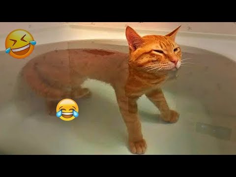 Try Not To Laugh 😂 Best Funny Cats and Dogs Videos 2026 😽🐶 Part 4