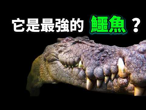 鹹水鱷（灣鱷）：它是現存最大的爬行動物，最強壯的鱷魚，一種渾身存在BUG的古老生物，它為何能成為鱷魚中的王？