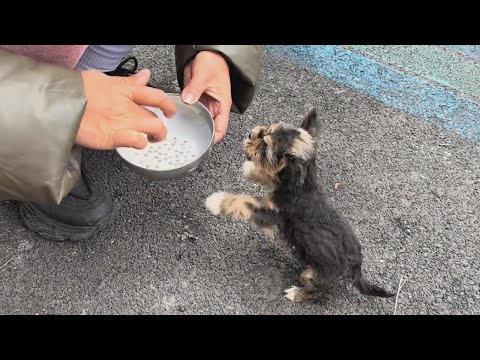 "I'm so hungry." The puppy cried and begged for food after days of being abandoned and starving