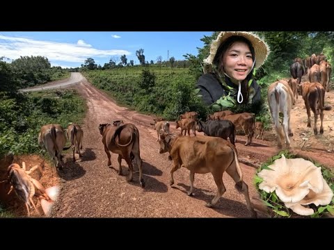 Raising cattle and digging for fish according to the way of life, October 24, 2025