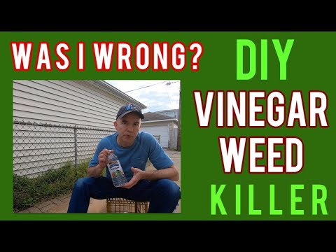 The Truth about DIY Vinegar Weed Killer