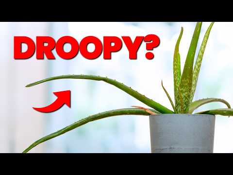 I Wish I Knew These Aloe Vera Tips 5 Years Ago