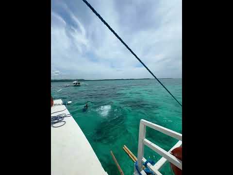 Diving like a pro in an open water.. #swimvideo #swimmingworld #swimminglife #swimteam