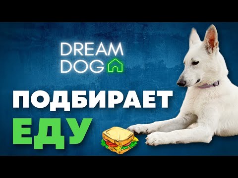 Как отучить собаку подбирать с пола 🐶 Метод без отвлечения