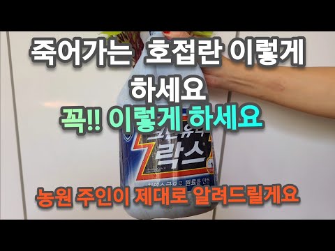 병들어 죽어가는 호접란!! 이렇게 하면 싹다 살아나요!!