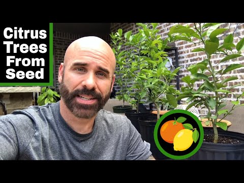 Growing Citrus Trees From Seed - 26 Months