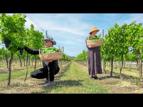 An Azerbaijani Family Harvest and Cook Secret Wrapped Dolma!