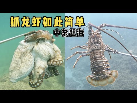 《环球探海记》阿曼 第52天:今天在阿拉伯赶海,竟然又被我发现龙虾窝啦 #抓龙虾 #赶海 #阿曼 #旅行