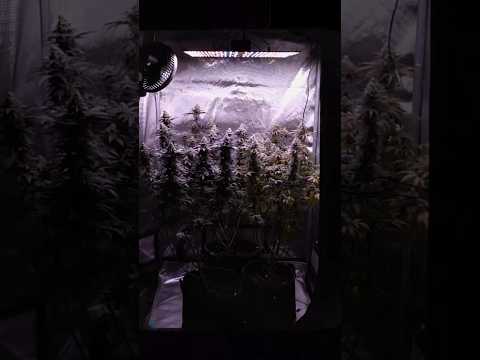 Training My Plants for BIG BUDS πͺπΏ | Patreon Exclusive