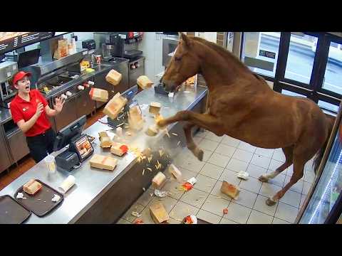 When Wild Animals Act Totally Weird 😂