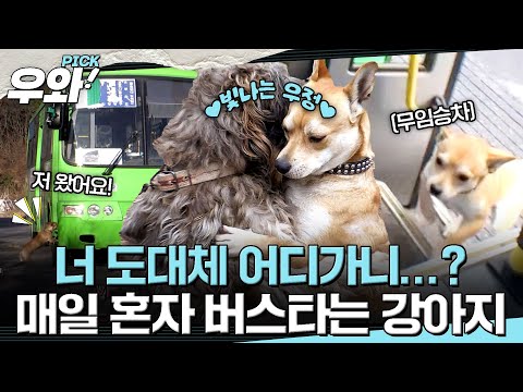 [⭐‍️#우와픽] 난 오늘도 너에게로....🚌 주인도 없이 매일 혼자 버스타는 강아지의 사연은?🐕  #순간포착세상에이런일이 #우와한비디오 #우와픽