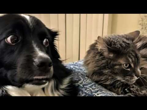 CATS and DOGS: Crazy and Unpredictable