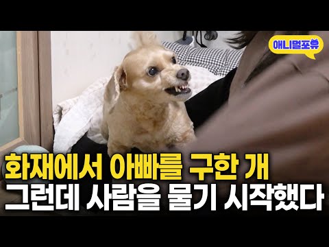 화재 현장서 아빠를 구한 생명의 은인, 그런데 어느날 사람을 물기 시작했다 I KBS 개는 훌륭하다 개훌륭사관학교 251211 방송