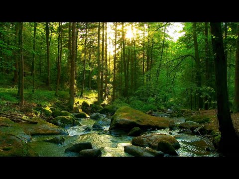 The sound of a river with beautiful sunlight through the trees at dusk [study, work, sleep, ASMR]