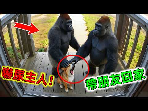 毛孩子帶朋友回家主人當場嚇暈|原來動物之間也有友誼,最後一名直接封神成為動物英雄#動物帶朋友回家 #動物 #動物暖心一面 #動物世界 #動物的命惑行為 #世界之最 #王宇觀地球