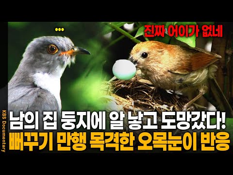 '오목눈이 극대노' 남의 둥지에 알 낳고 도망간 뻐꾸기의 최후 | KBS 20110921 방송
