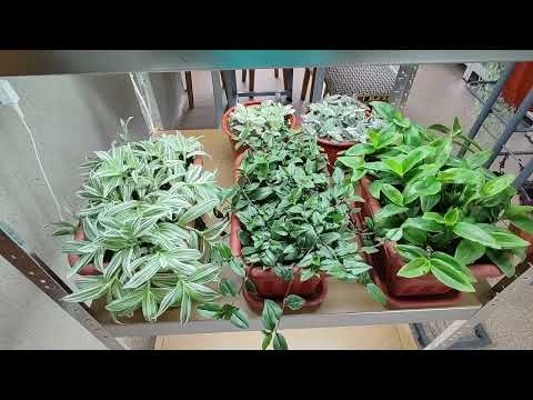 Как сделать шикарный пышный куст традесканции за 5 минут. Черенкование и формировка кашпо сразу.