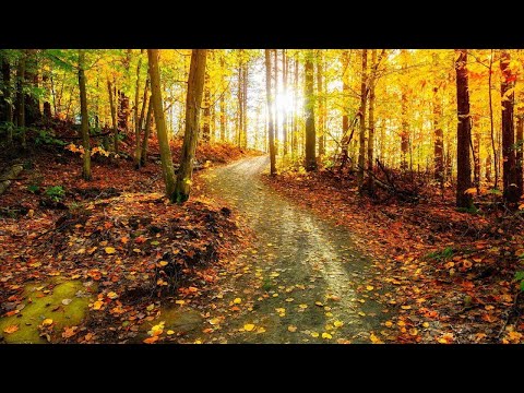 Beautiful Relaxing music, Peaceful piano Music, "Early Autumn Days" by Tim Janis