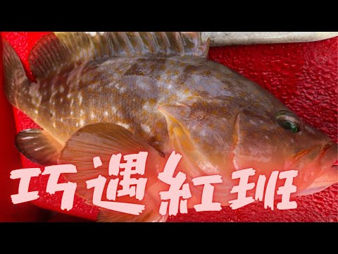 巧遇紅班 x 維港 【艇釣日誌】香港釣魚