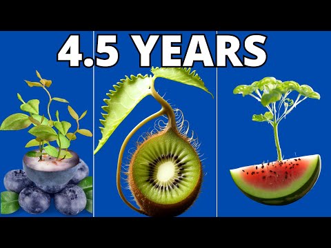 Growing Plants 4K Time Lapse Compilation (~4.5 Years)