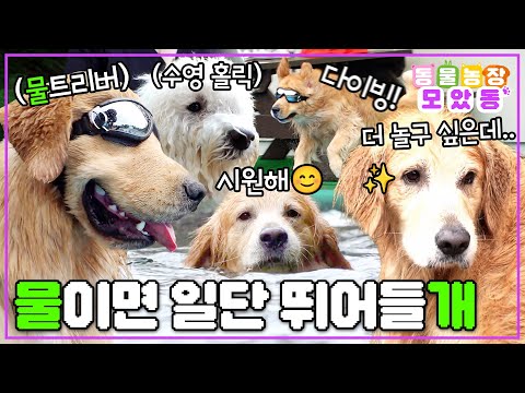 [#모았동물농장] 일단 물이면 뛰어드는 거야~😍 물에 너무나도 진심인 강아지 모음집🐶 #TV동물농장 #AnimalFarm #SBSstory