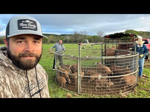 17 Hogs in One Drop! New Record Hog Catch!