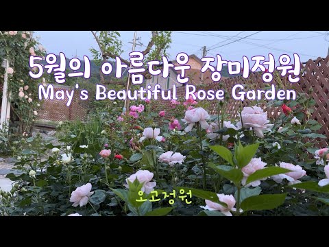 #39, 아름다운 장미의 계절 / 영국장미 독일장미 기요장미 22종 소개 / 1주일 집을 비우고 보니 / 비올라 이야기 /