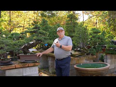 David Easterbrook devoted 50 years to assemble this bonsai collection