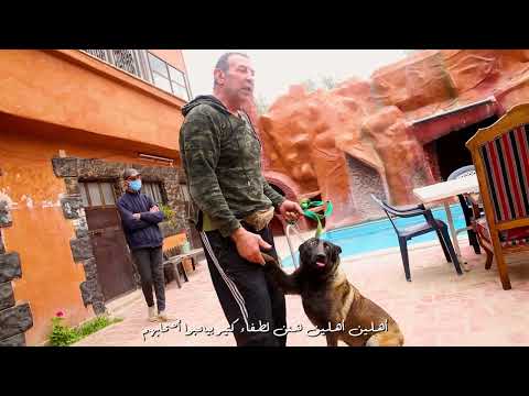 في دمشق .. سوق لسحرة الضباع والكلاب القوقازية والأسود مع رامي منصور