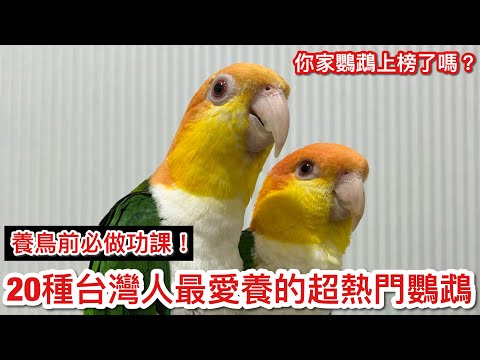 20種台灣人最愛養的超熱門鸚鵡！你家鸚鵡上榜了嗎？[上集] 養鳥前必須知道的鸚鵡性格與習性！【鸚鵡小木屋】