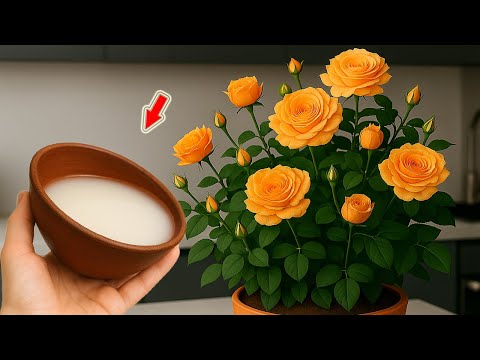 Just 1 Cup! The Rose Branch Suddenly Takes Root, Buds And Blooms Out Of Control!