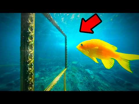 I Put A Mirror In The River, But Never Expected This