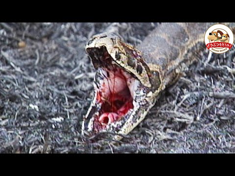 "Legendary Serpent in Cameroon" Hunters Catch a Six-Meter Python with Their Bare Hands!【WAKUWAKU】